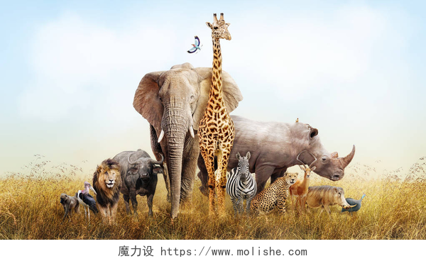 在大草原上的野生动物特写镜头野生动物在非洲复合材料